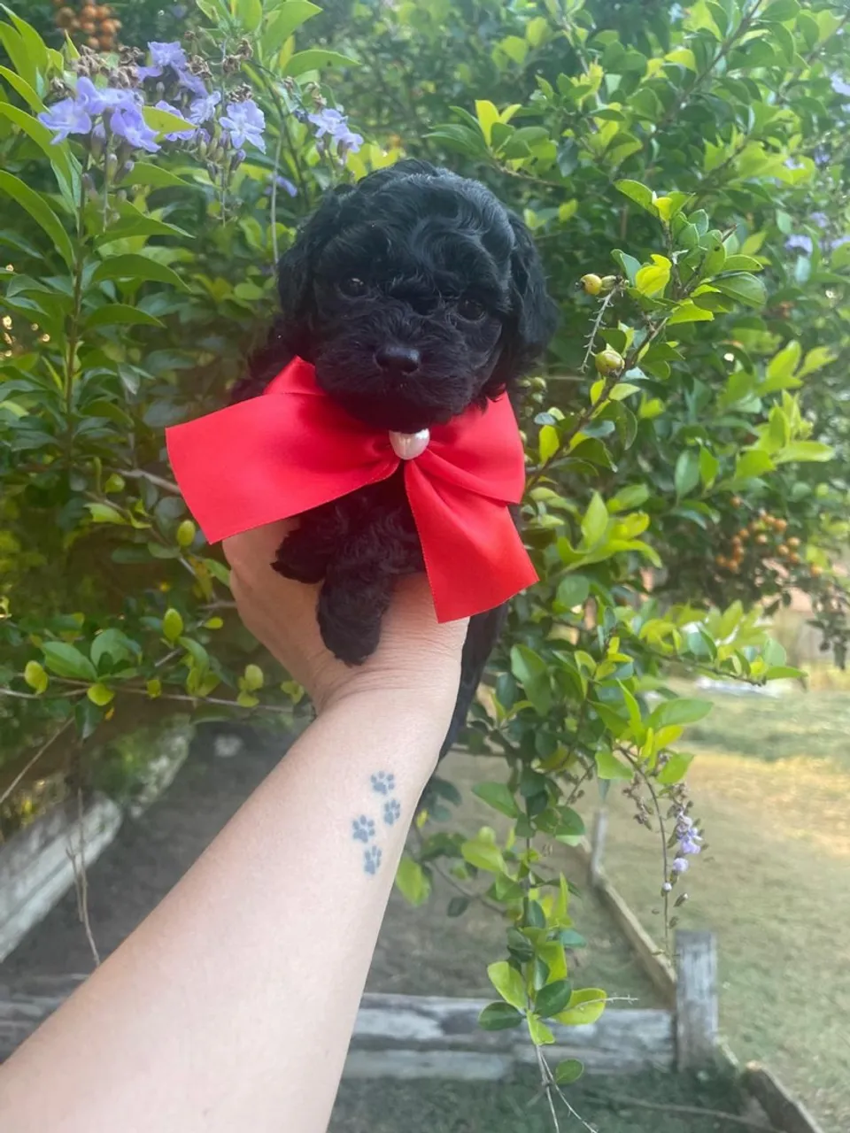 Poodle Micro Toy Macho Pretinho entrega hoje )