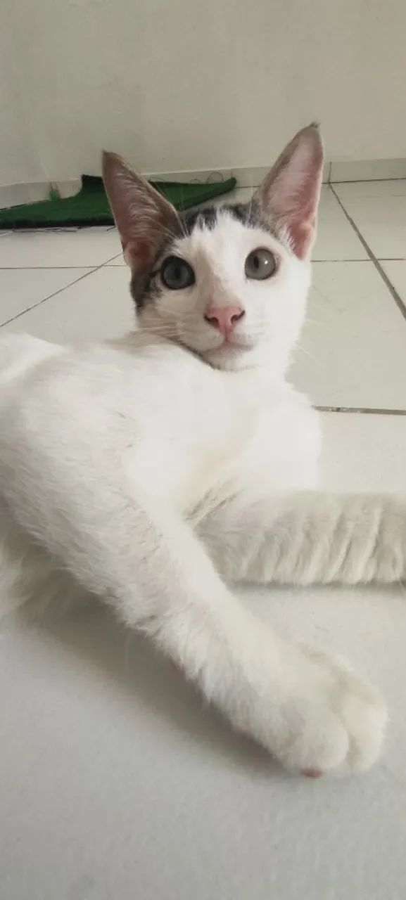 Gato Branco, 3 meses - Foto 3