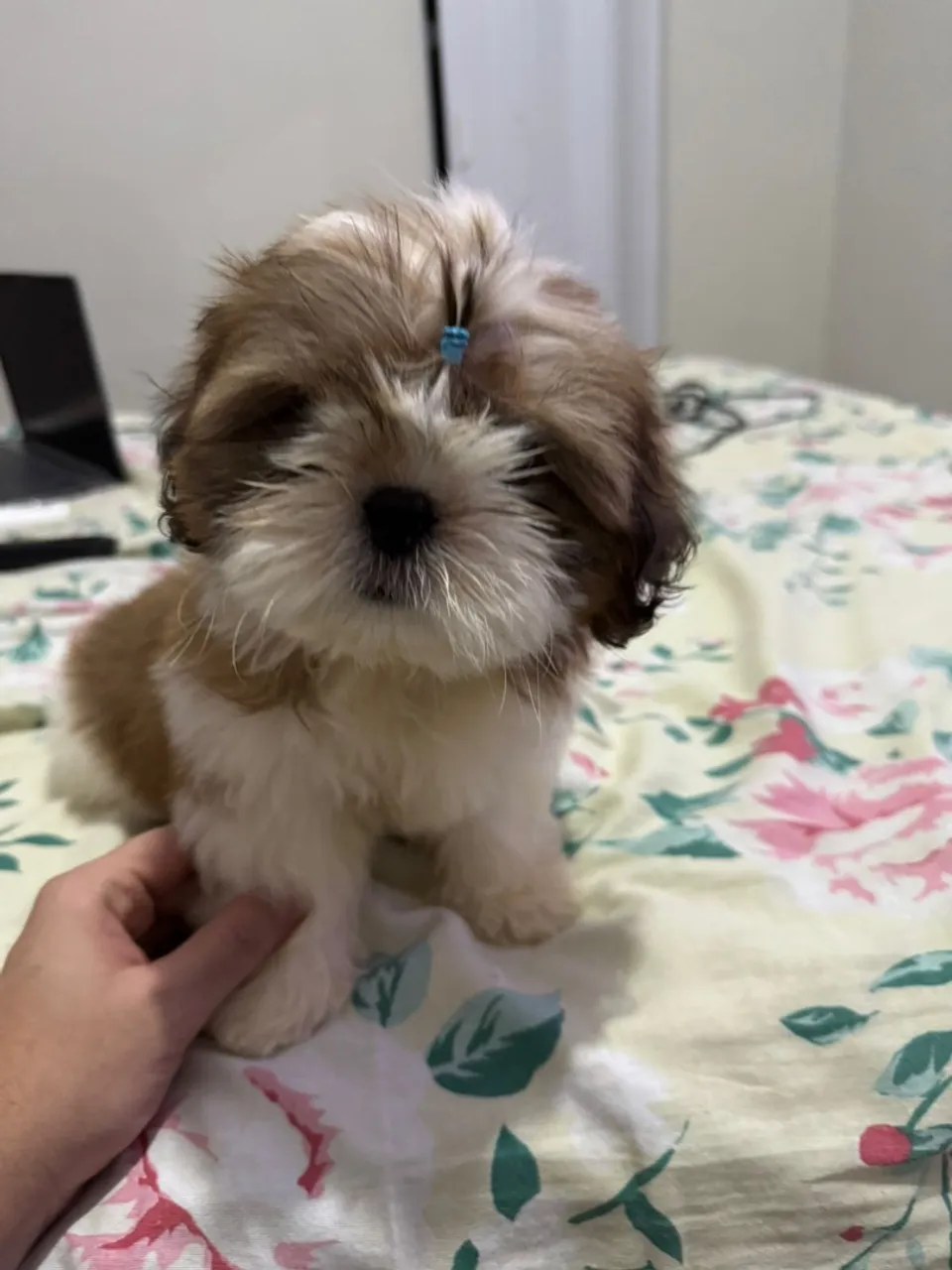 Filhote de Shih Tzu Fofo e Charmoso