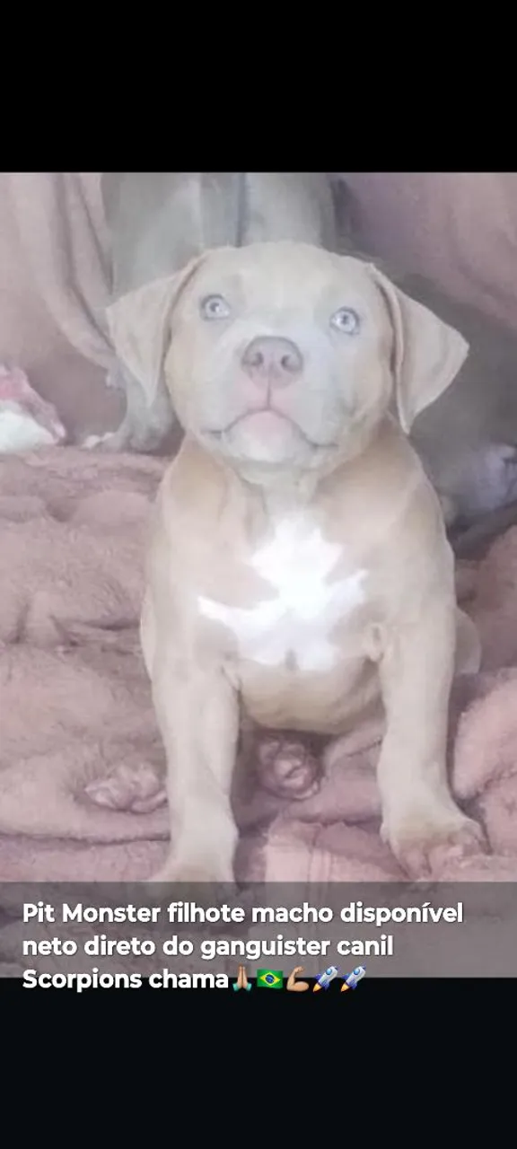Filhote Pit Monster Macho Disponível