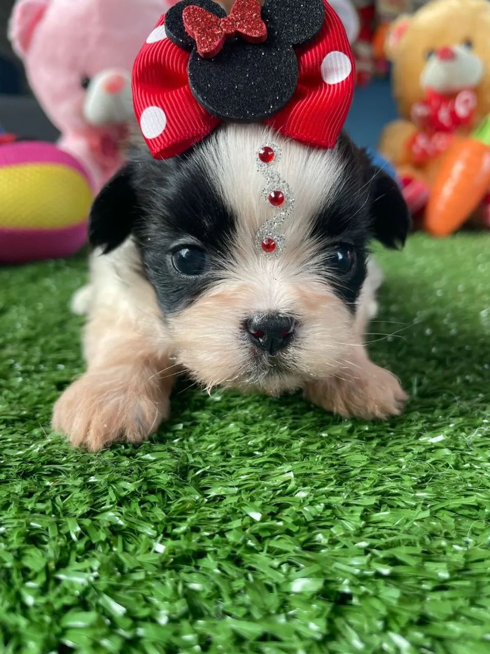 Filhote Shih Tzu com Laço de Minnie - Foto 2