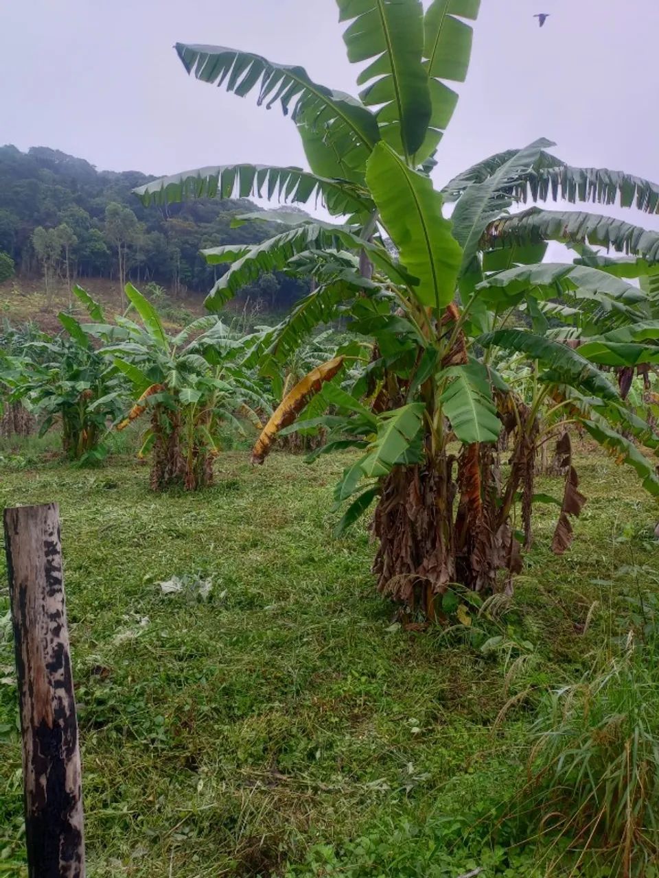 Terreno medindo dois hectares na zona rural de Cachoeiras de Macacu - Foto 4