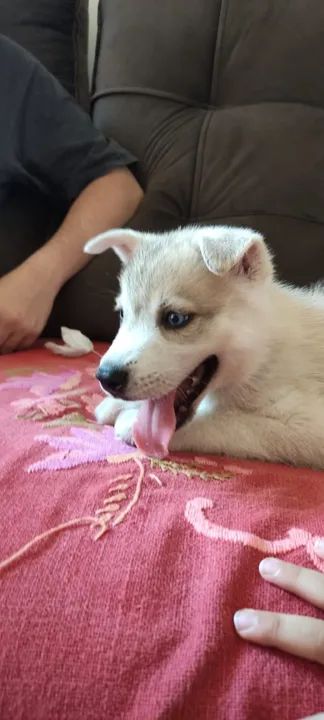 Filhote Husky siberiano  - Foto 3