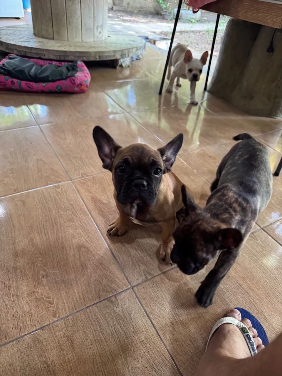 Buldogue francês  - Foto 4