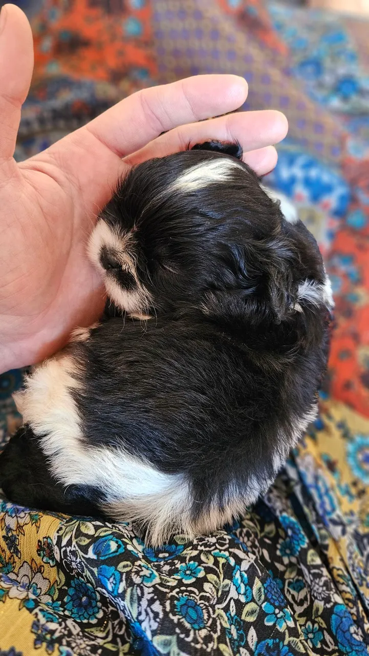 Último Shihtzu disponível (macho)