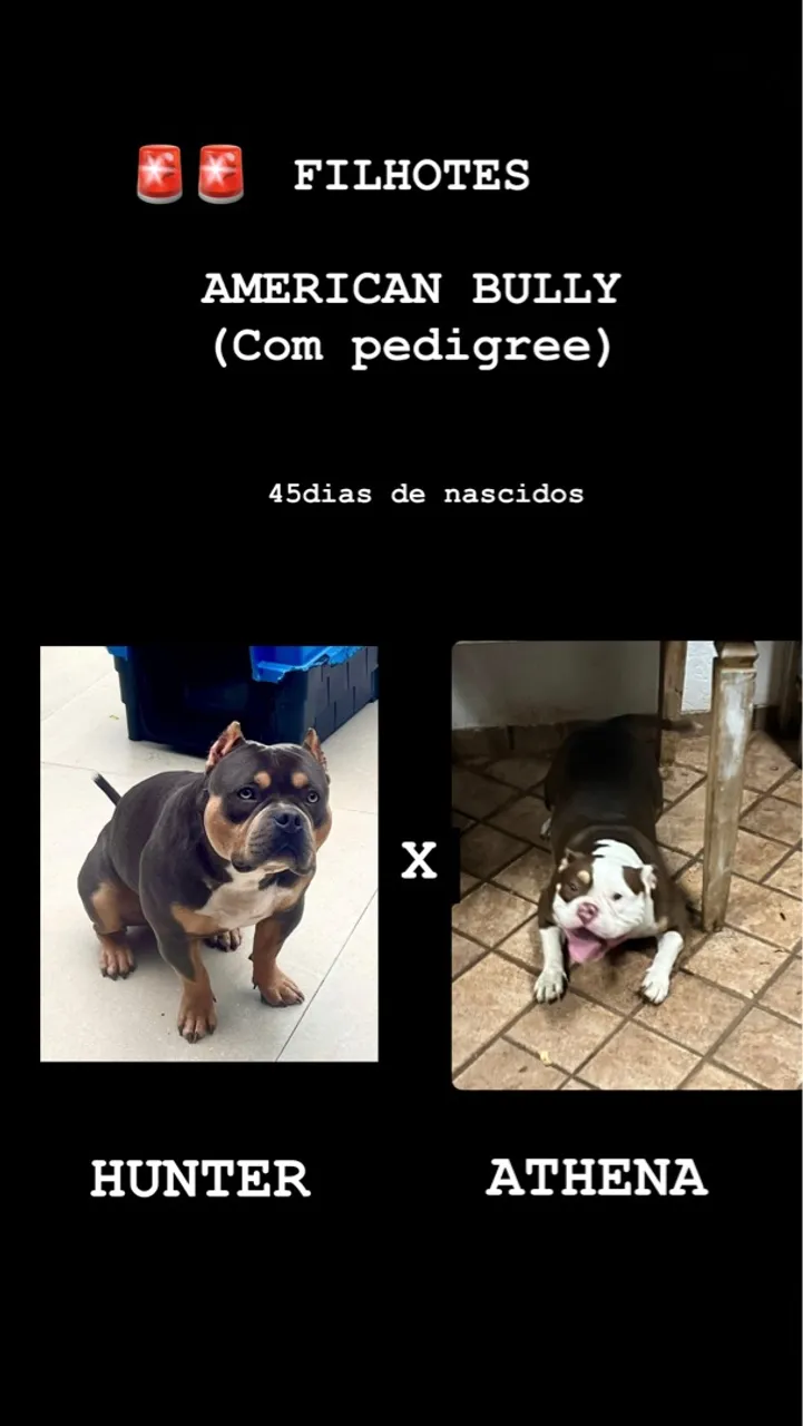 Filhotes de AMERICAN BULLY - Tri black