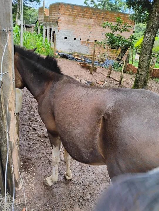 Vendo (pirai do sul)uma egua quarto de milha e uma mula  - Foto 5