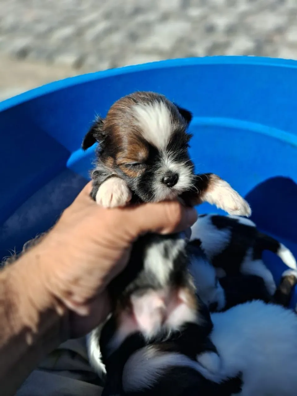 Filhotes shihtzu