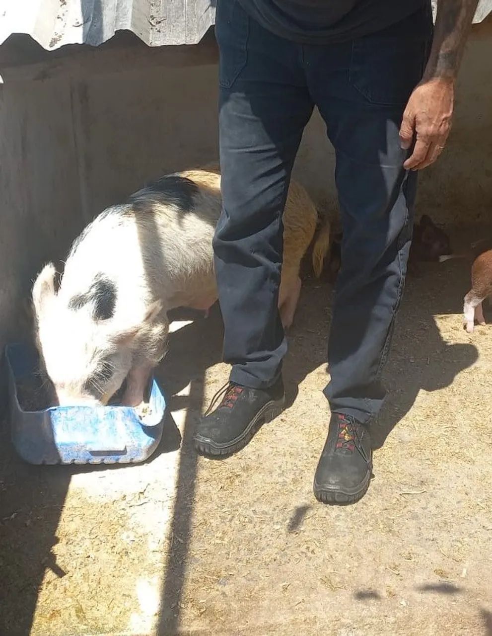 Mini pig - Foto 5