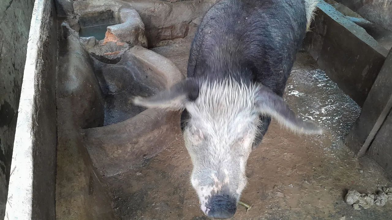 Porco para agropecuária - Foto 3