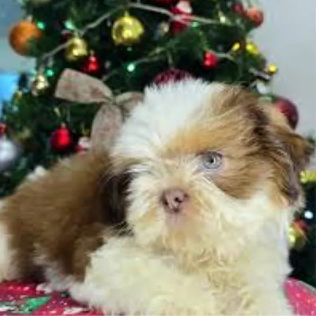 shitzu shih tzu linhagem fígado olhos verdes macho