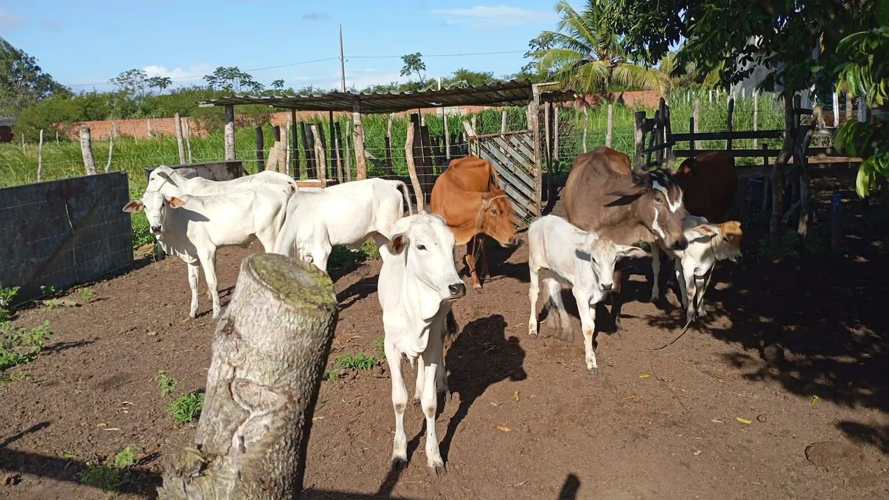 Boi pra Cria em engorda 