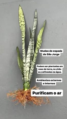 MUDAS DE PLANTAS SAMAMBAIAS, JIBÓIAS E ESPADAS DE SÃO JORGE