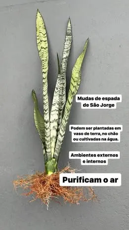 MUDAS DE PLANTAS SAMAMBAIAS, JIBÓIAS E ESPADAS DE SÃO JORGE