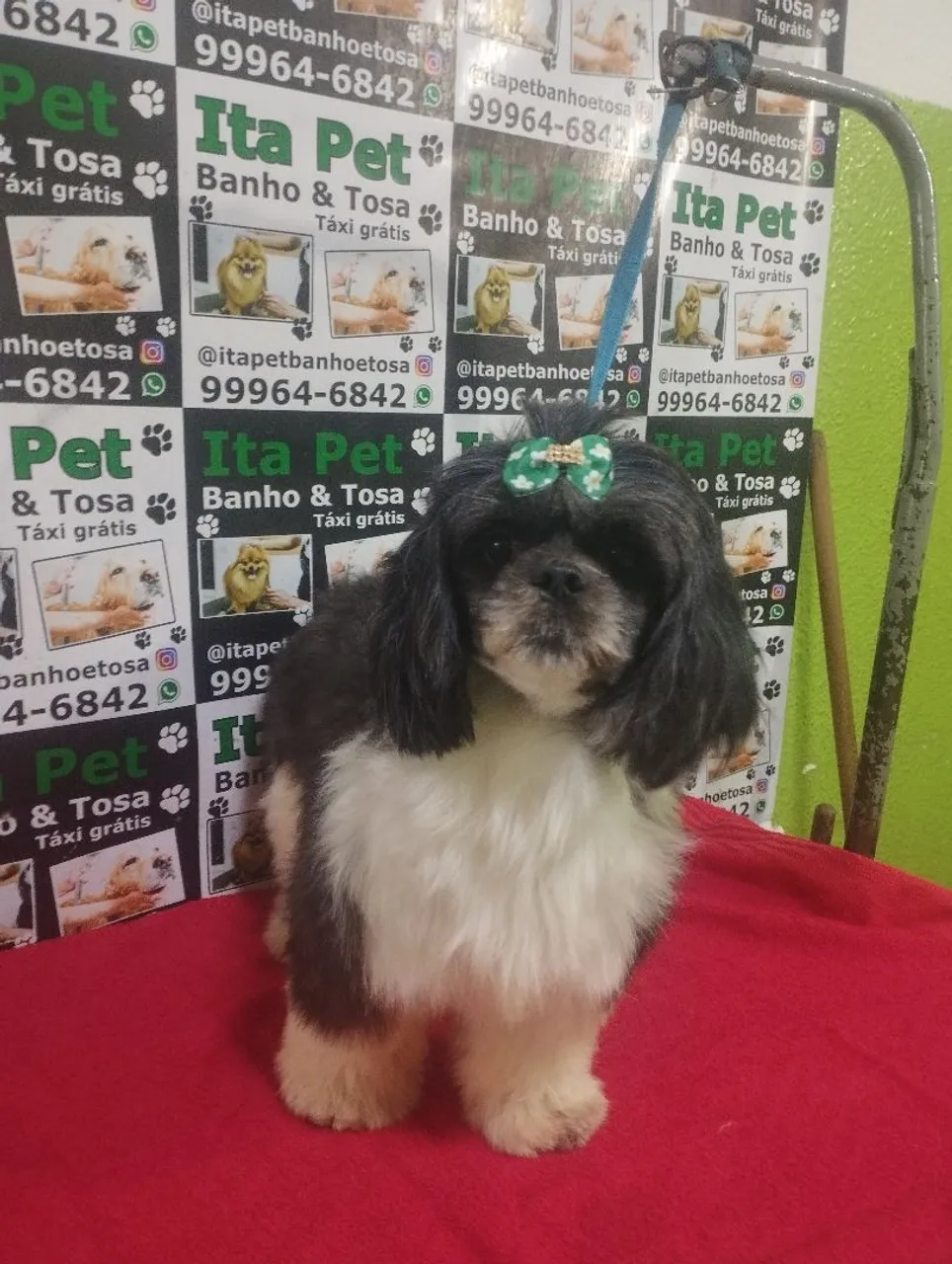 Vende se cães