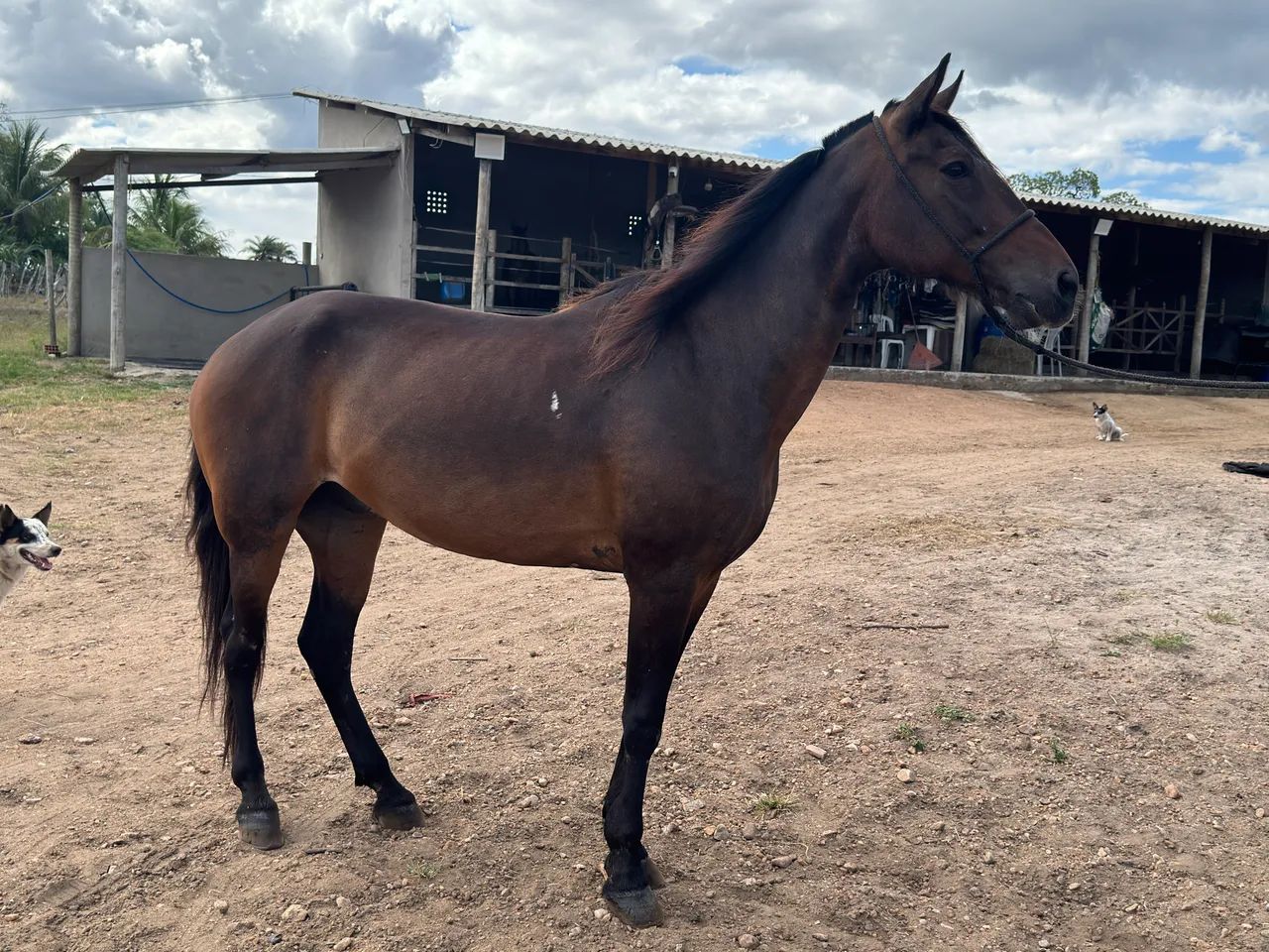 Cavalo Mangalarga Manso 