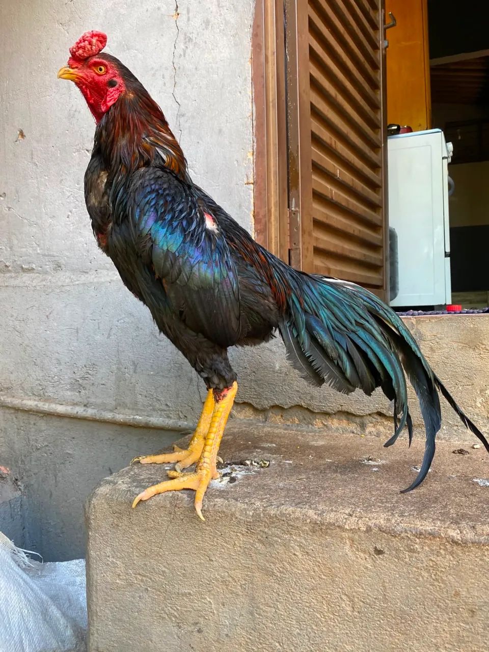 Vendo esses galos, os galos bons boa raça  - Foto 4