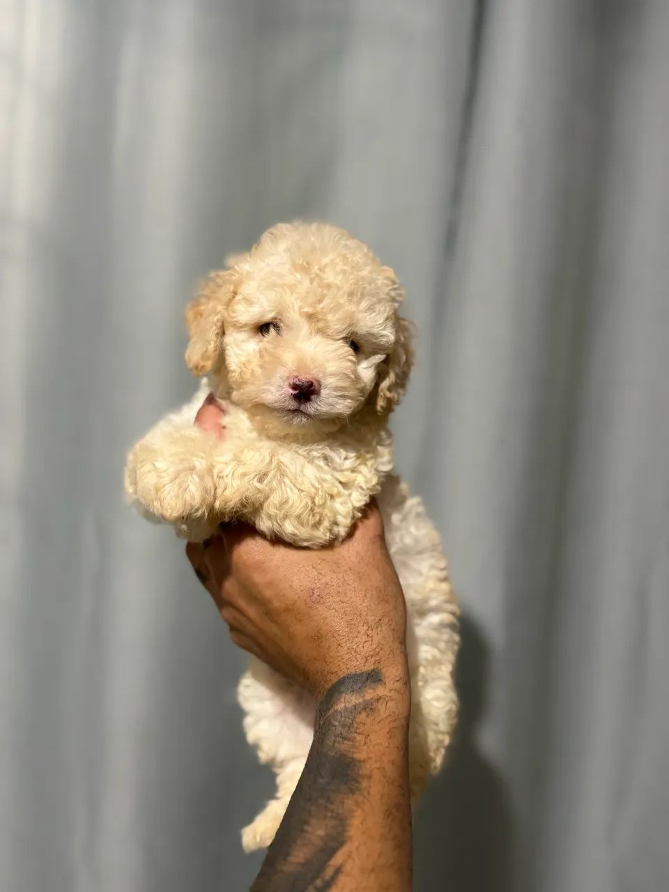 POODLE TOY MACHO  - Foto 2