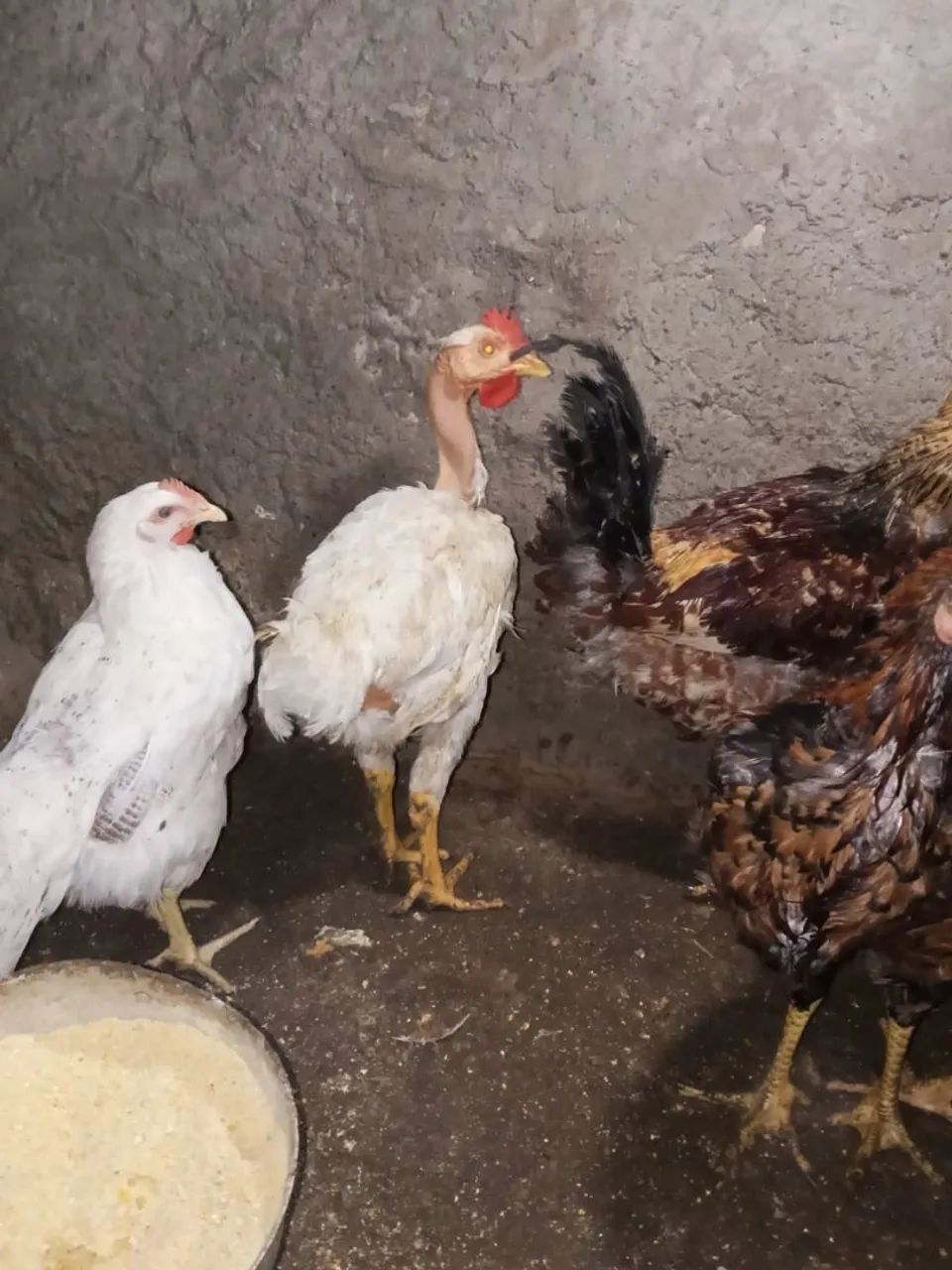 Frango e franga - Foto 3