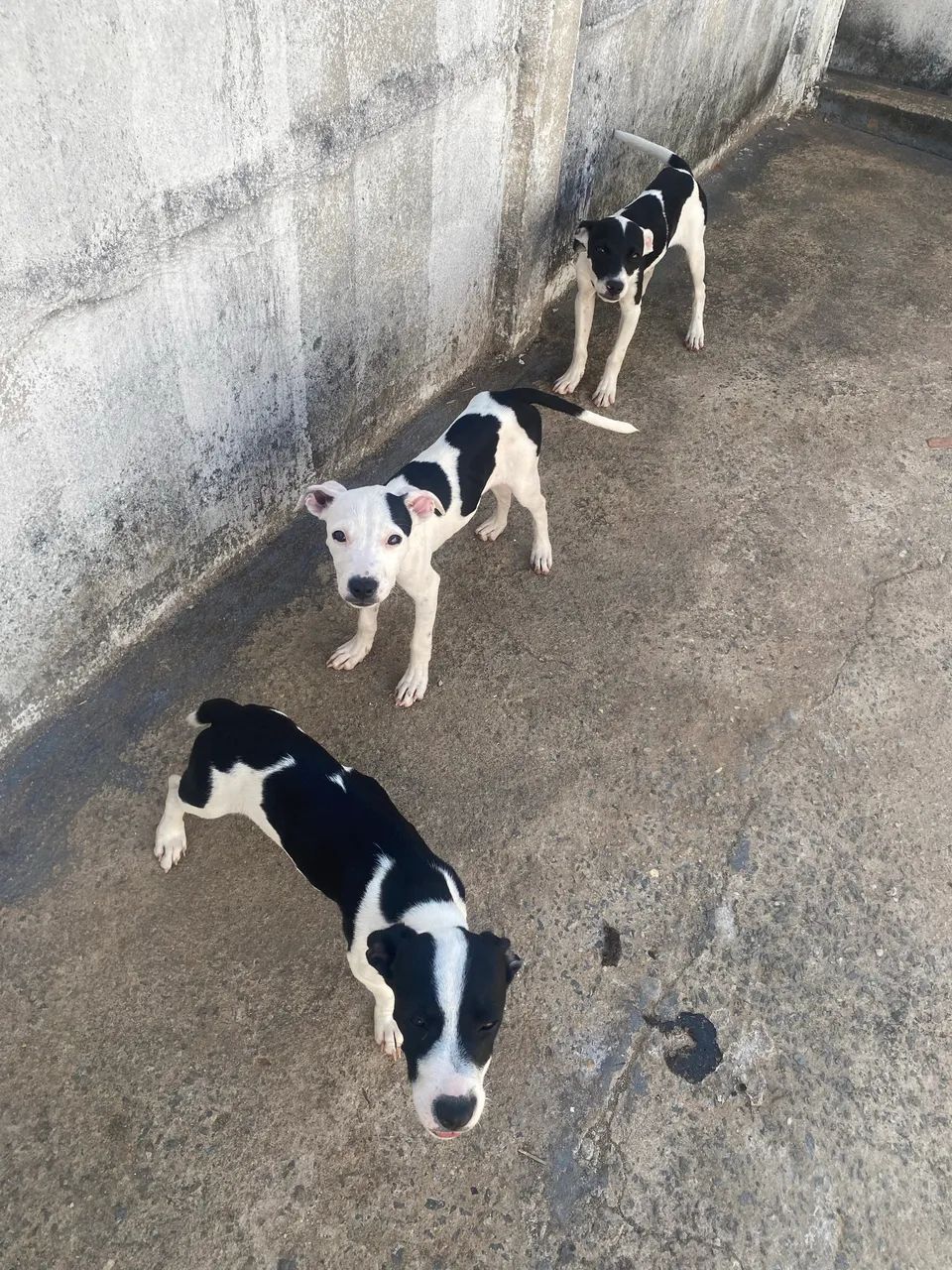 Doação  - Foto 5