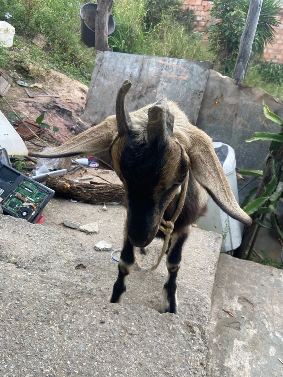 Cabrito macho  - Foto 2