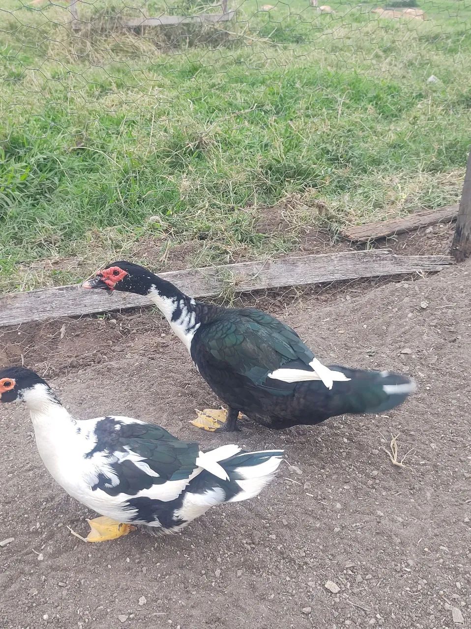 Pato 