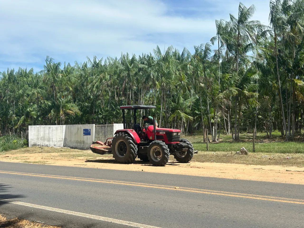 Saca de Açaí (de planta) - Foto 4