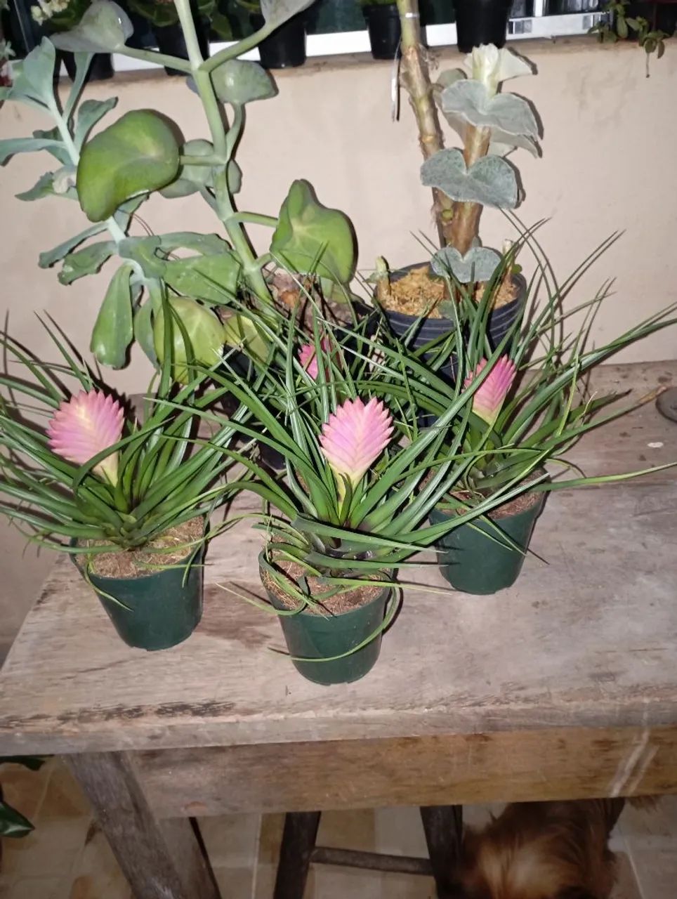 Sementes e plantas  - Foto 3