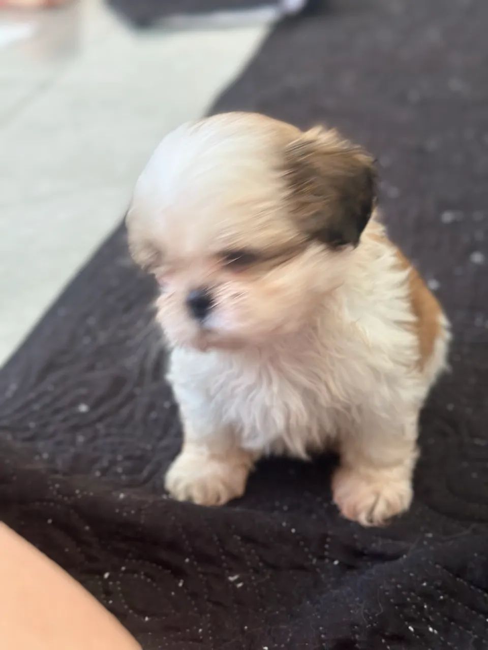 Shihtzu - Foto 4