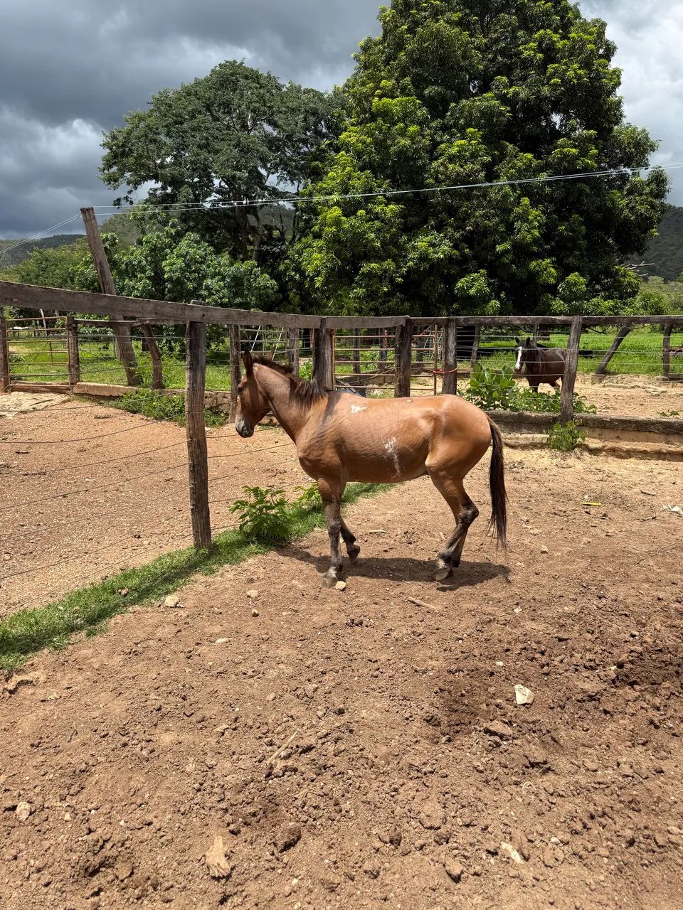 Burro 