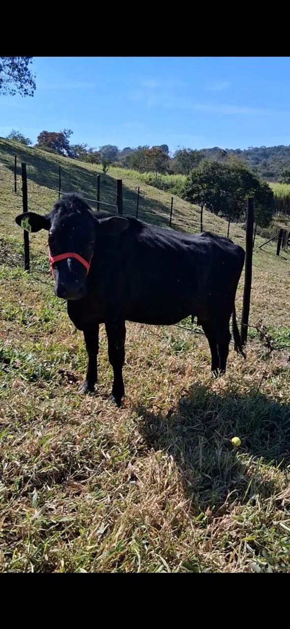 Vaca jersolanda parida. 
