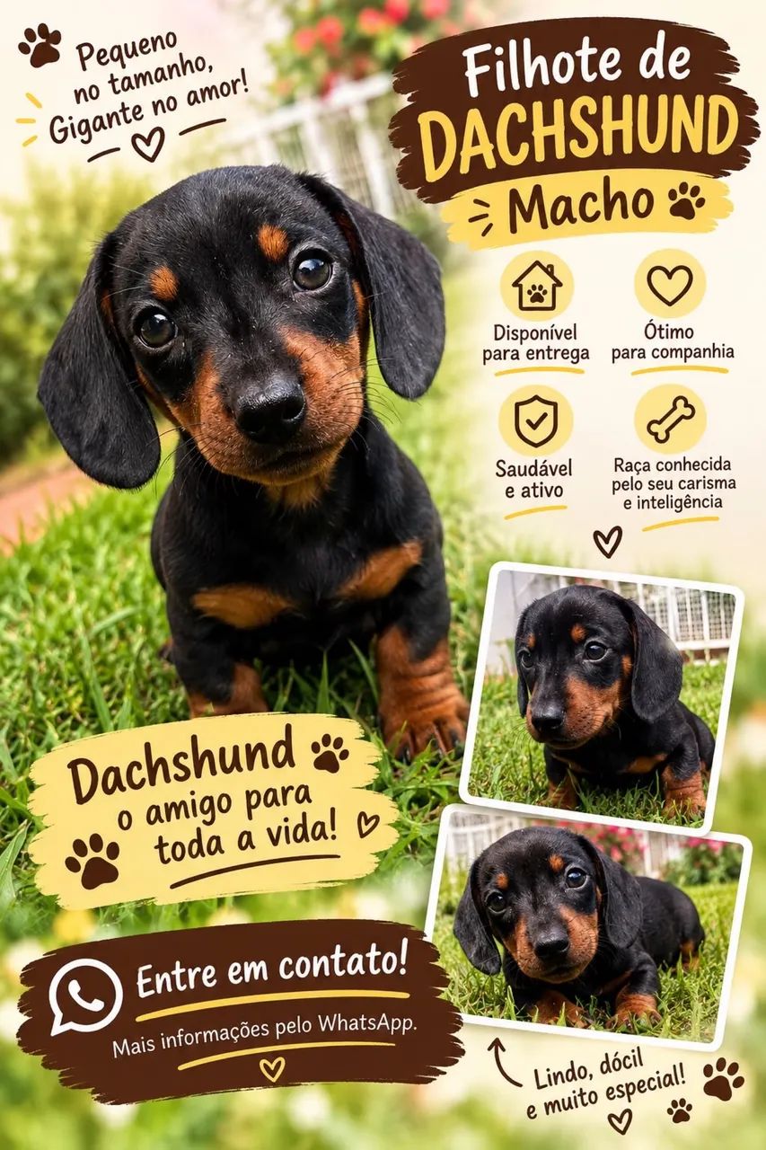  Dachshund coffap