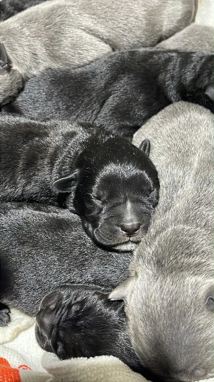 Filhote cane corso  - Foto 4