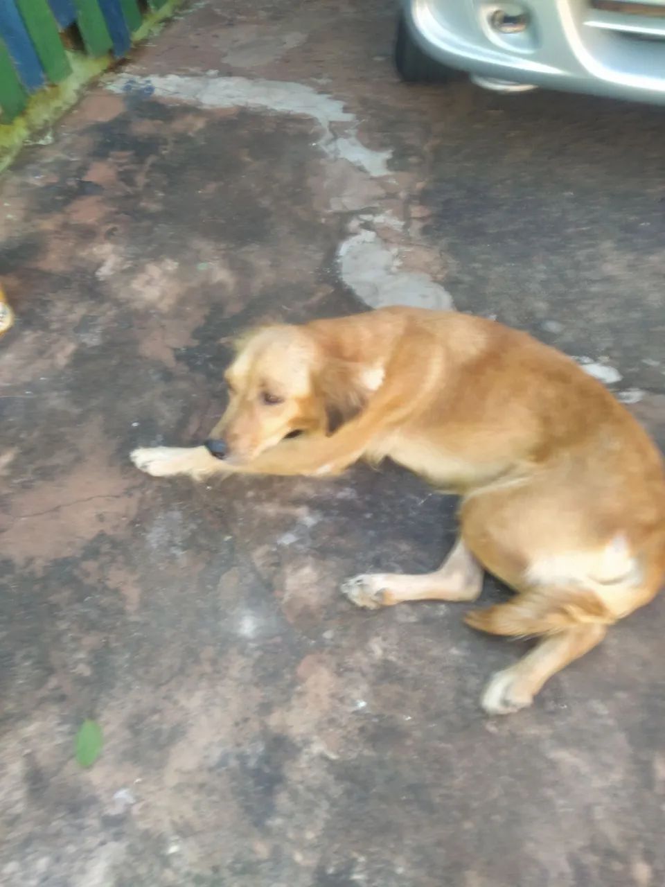 Doa-se pet - femea