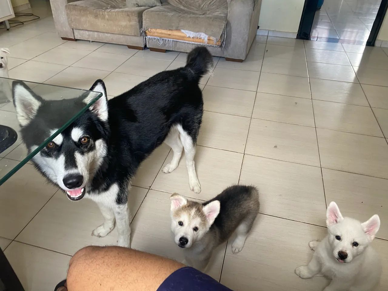 Husky  - Foto 5