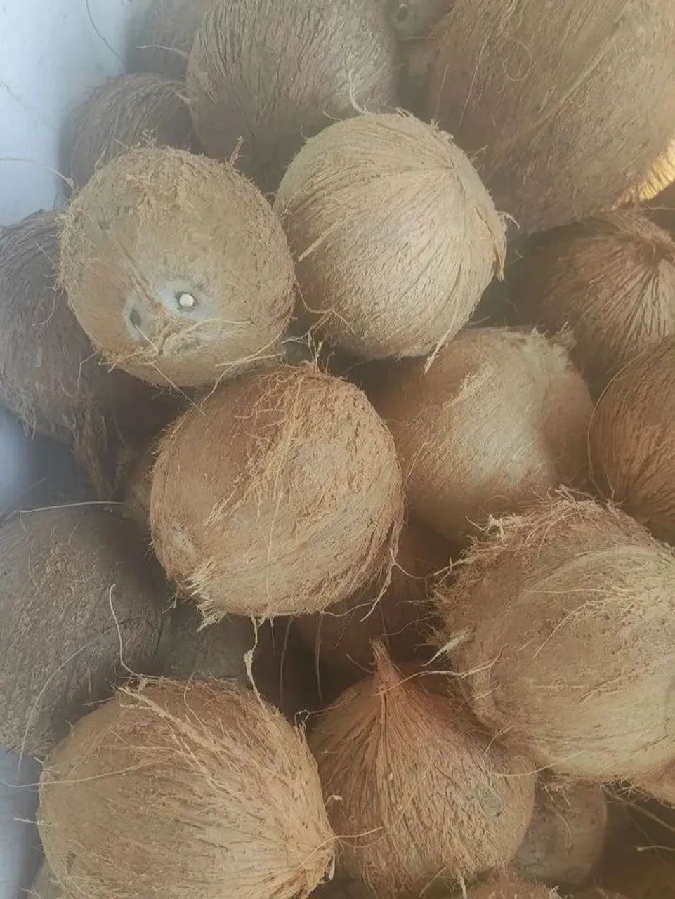 Cocô seco - Foto 2