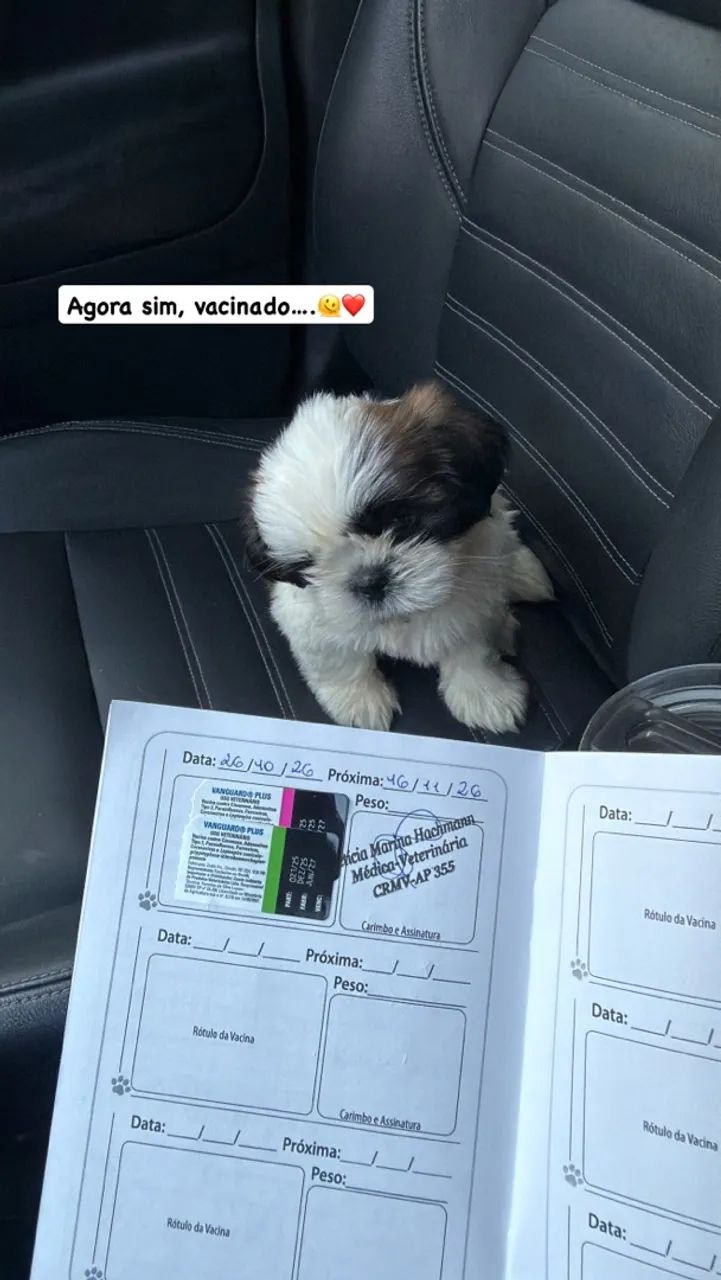 ShihTzu macho - Foto 5