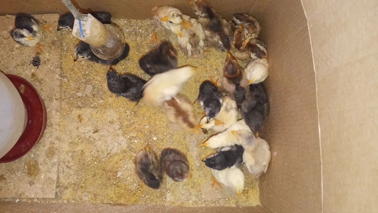 Pintinhos caipira
