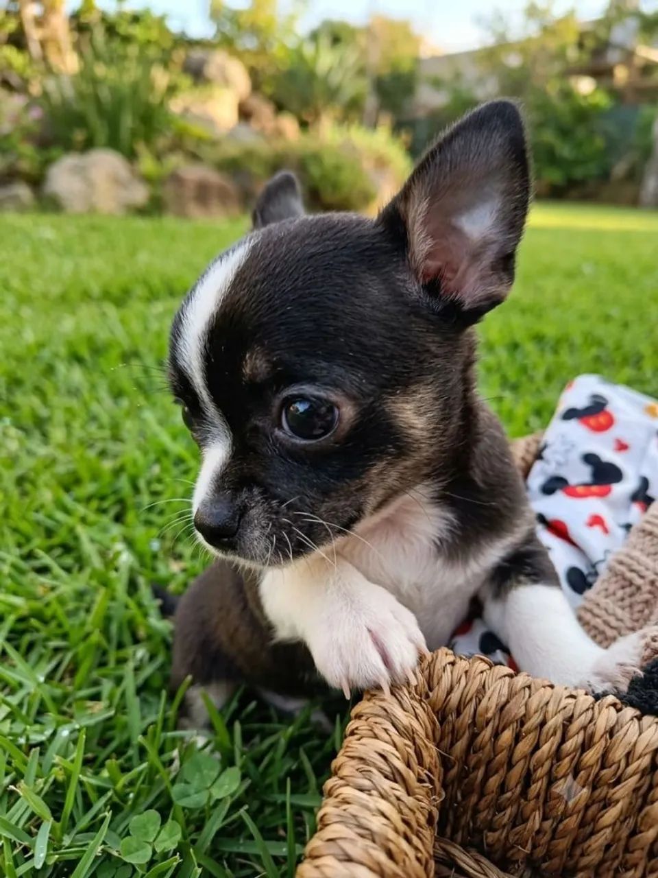 Chihuahua - Foto 4