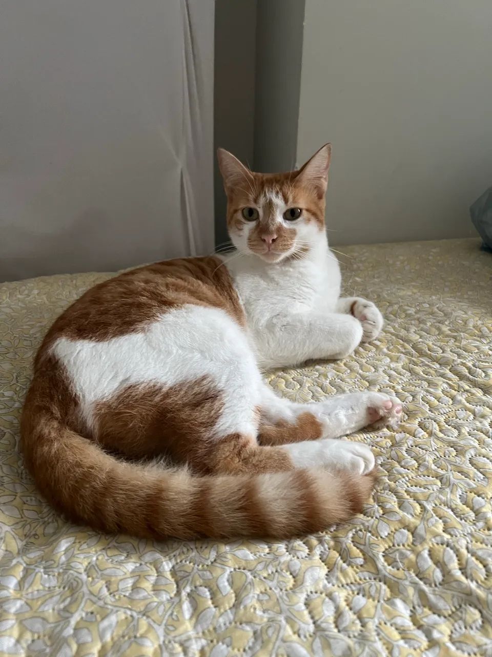 Gatinho para adoção responsável. - Foto 4
