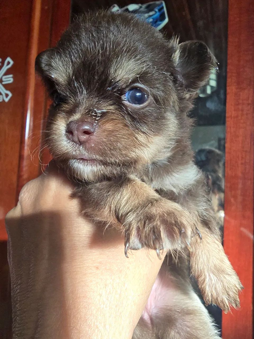 Vendo filhotes de chihuahua  - Foto 6