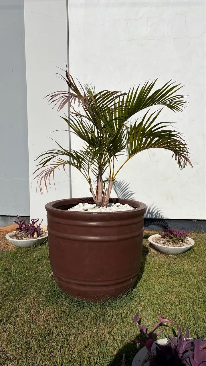 Coqueiro e vaso 