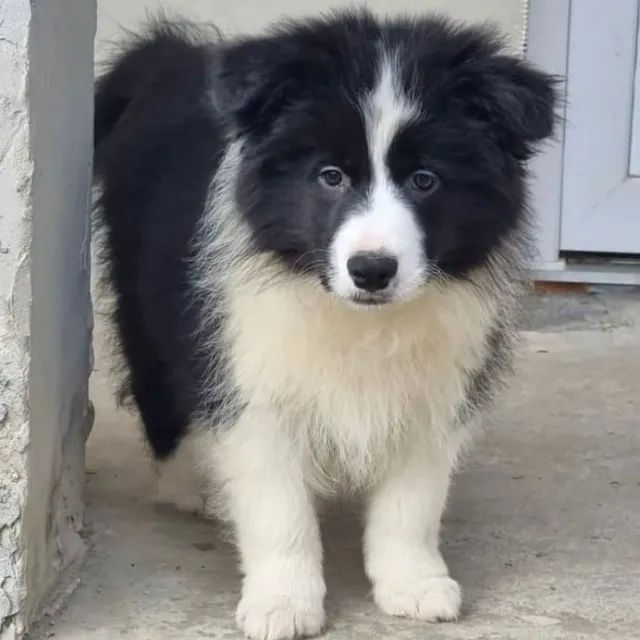 Filhotes de Border Collie | Uma presença doce e encantadora.