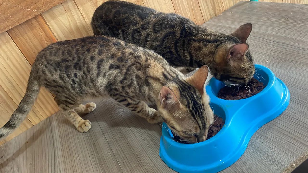 Gatos - Foto 6