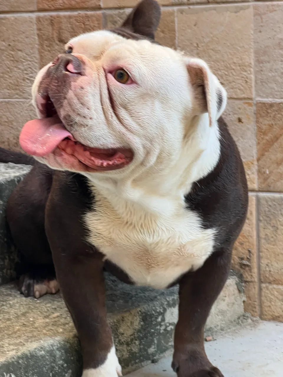 Buldogue Inglês  - Foto 2
