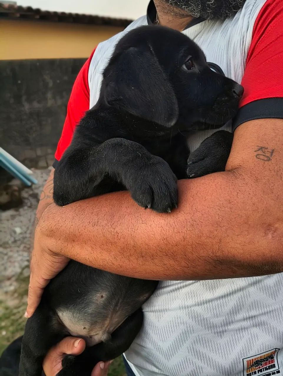 Labrador - Foto 3