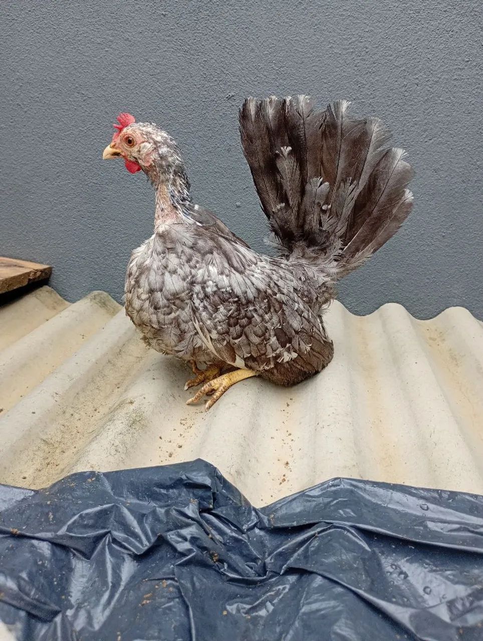 Galinha Ganize nagazaki modllet de azul - Foto 5