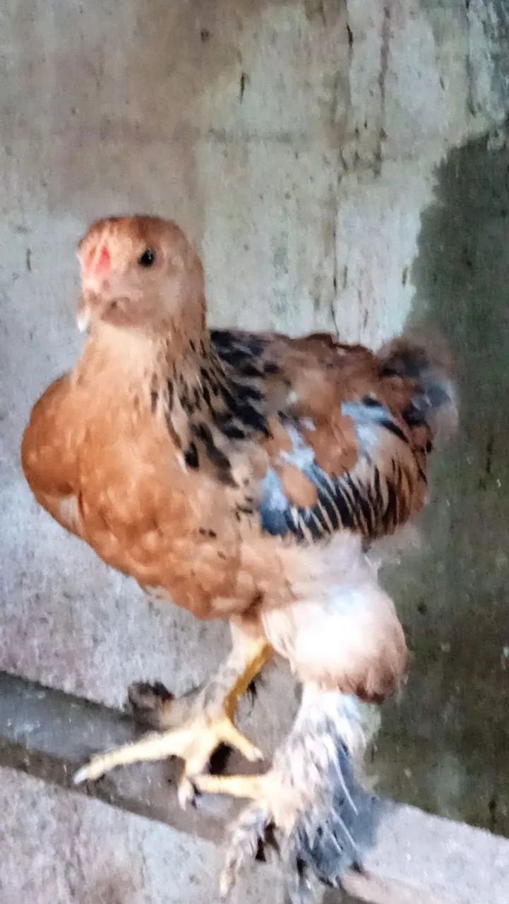 Vendo granguinhos Brahma 