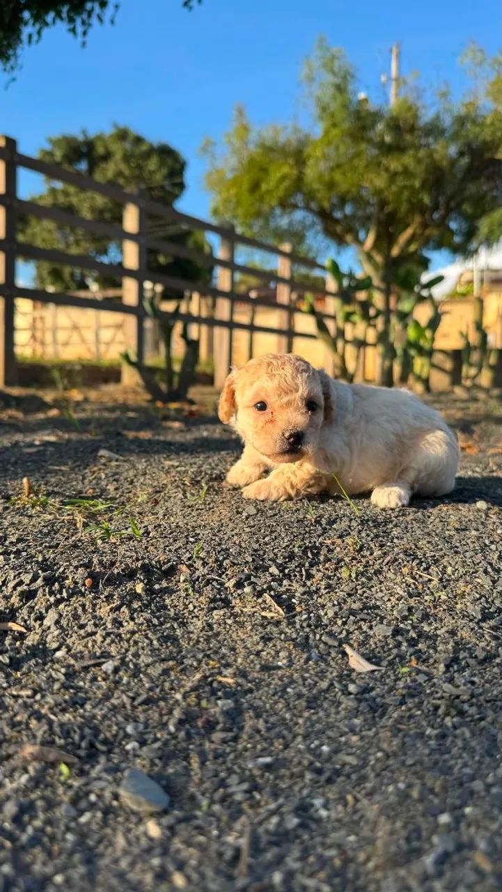Filhotes de Poodle Micro - Foto 5