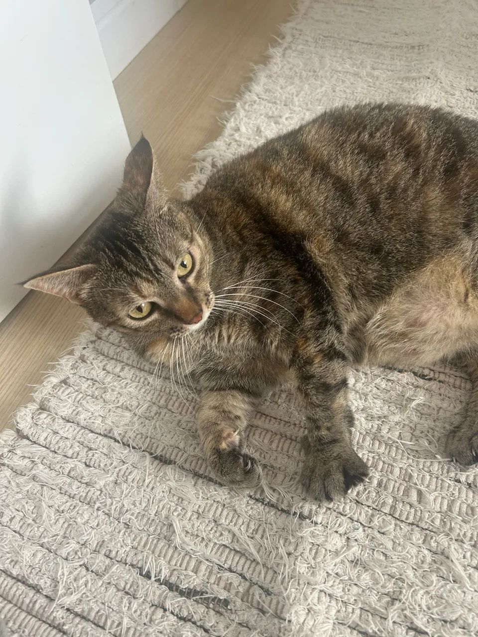 Doação de gatinha 7 anos - NALA 